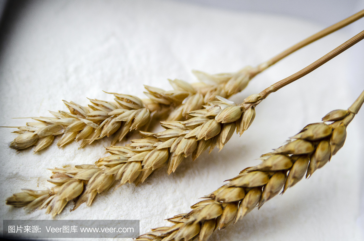 小麦在白面粉上发芽。基本的谷物食品。面包店横幅设计背景