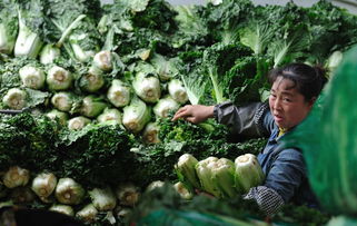 4月22日,贵州省贵阳市蔬菜集散地,售价为7毛钱一斤的白菜价...